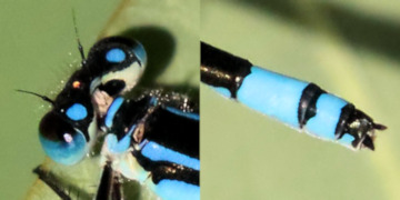 Common Bluetail damselfly detail